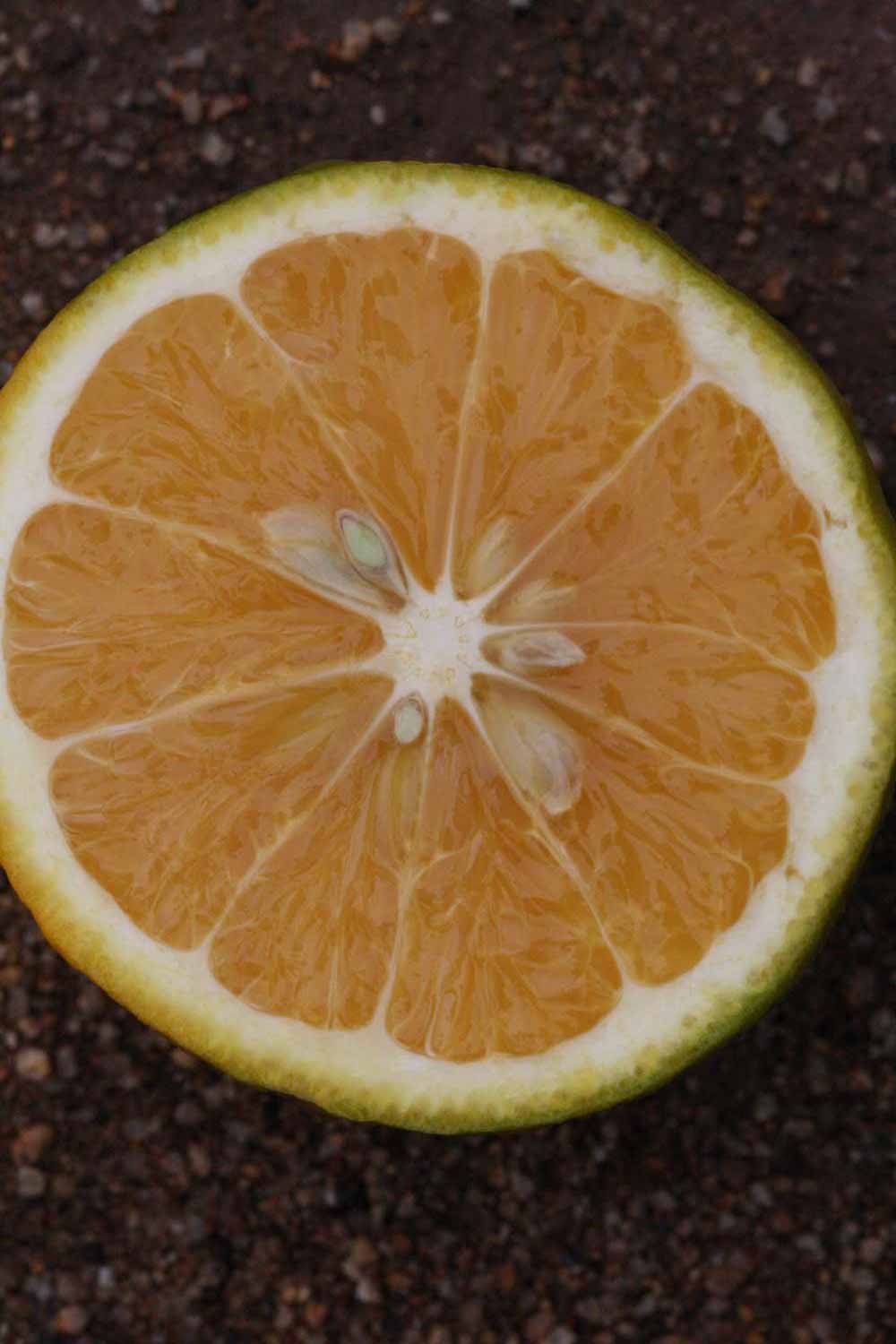              Fruit cross-section (Riverside, CA)       